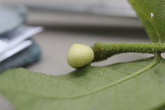 Phylloxera caryaeavellana