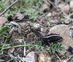 Dorcadion sericatum