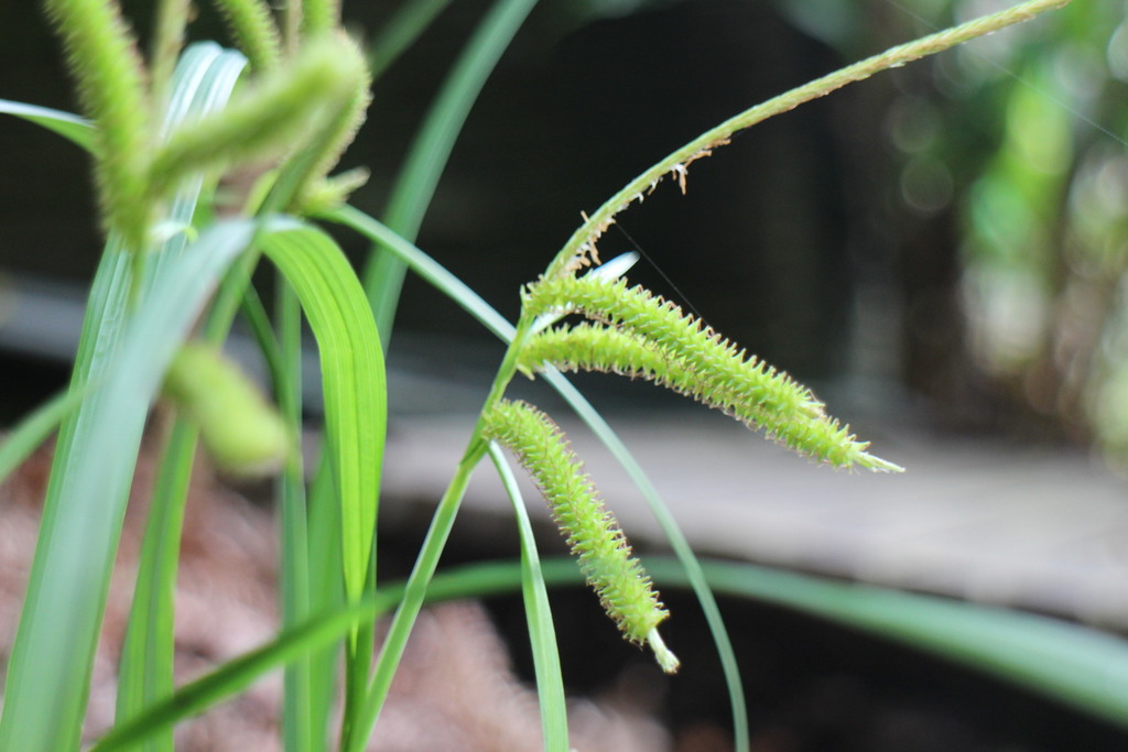 Carex alopecuroides (Carex alopecuroides)