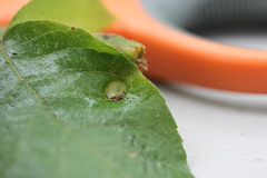 Phylloxera caryaeavellana