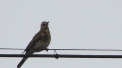 Turdus pilaris