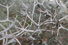 Acer monspessulanum