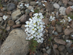 Dontostemon pinnatifidus