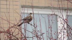 Turdus pilaris