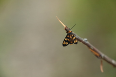 Amata trigonophora