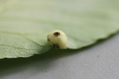 Phylloxera caryaeavellana