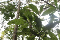 Lithocarpus amygdalifolius