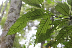 Lithocarpus amygdalifolius