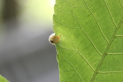 Phylloxera caryaeavellana