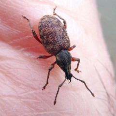 Otiorhynchus singularis