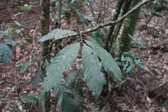 Lithocarpus amygdalifolius