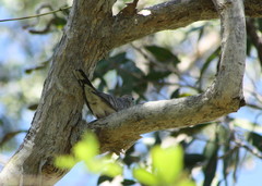 Geopelia placida placida
