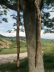 Elaphe quatuorlineata