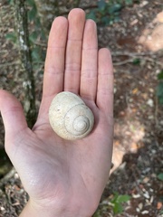 Xanthomelon pachystylum