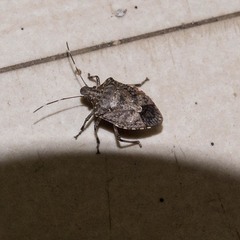 Halyomorpha picus