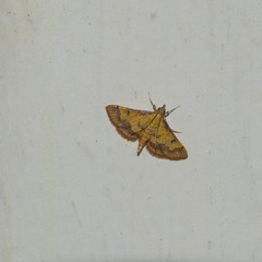 Ischnurges luteomarginalis