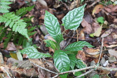 Meliosma callicarpifolia