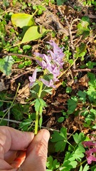Corydalis solida