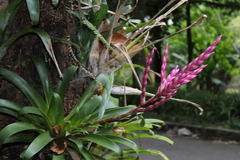 Tillandsia lucida