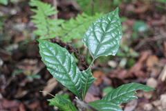 Meliosma callicarpifolia