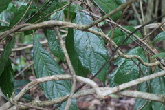 Meliosma callicarpifolia