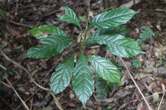 Meliosma callicarpifolia