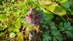 Corydalis solida