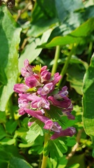 Corydalis solida