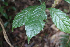 Meliosma callicarpifolia