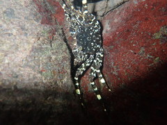 Shinobium trapezoideum