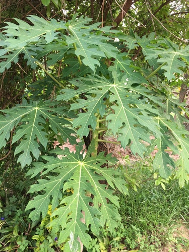 Papaya