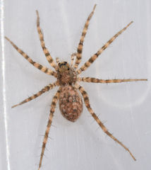 Pardosa steva