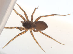 Pardosa steva