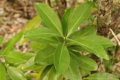 Planchonella chartacea