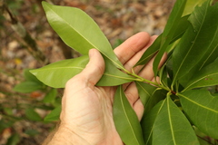 Planchonella chartacea