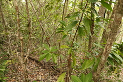 Planchonella chartacea