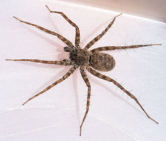 Pardosa steva