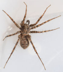 Pardosa steva