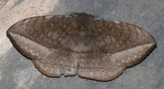 Ganisa similis