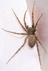 Pardosa steva
