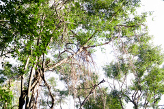 Machaerium stipitatum