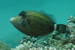 Cantherhines fronticinctus