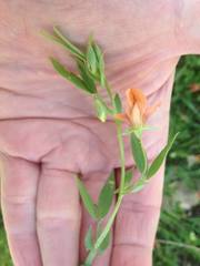 Lathyrus blepharicarpos