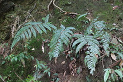 Polystichum biaristatum