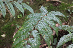 Polystichum biaristatum