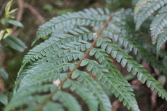 Polystichum biaristatum