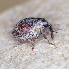 Coeliodes ruber