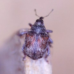 Coeliodes ruber