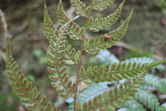 Polystichum biaristatum