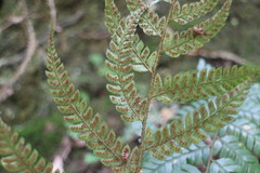 Polystichum biaristatum